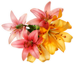 Pink And Orange Lilies Isolated On White Sticker
