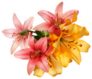 Pink And Orange Lilies Isolated On White Sticker