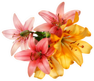 Pink And Orange Lilies Isolated On White Sticker