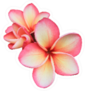 Pink Bunch Of  Plumeria Flowers Isolated On White Sticker