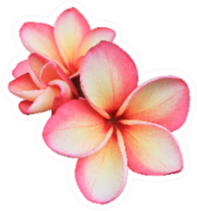 Pink Bunch Of  Plumeria Flowers Isolated On White Sticker