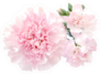 Pink Carnation Flower And Buds Isolated Sticker