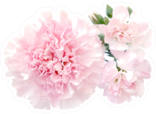Pink Carnation Flower And Buds Isolated Sticker
