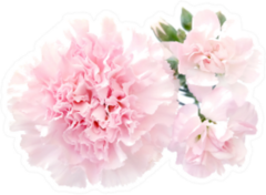 Pink Carnation Flower And Buds Isolated Sticker