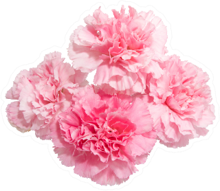 Pink Carnation Flowers Set Of Four Sticker