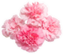 Pink Carnation Flowers Set Of Four Sticker
