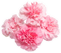 Pink Carnation Flowers Set Of Four Sticker