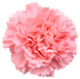 Pink Carnation On White Sticker