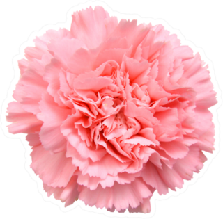 Pink Carnation On White Sticker