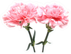 Pink Carnations Isolated On White Back Sticker