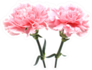 Pink Carnations Isolated On White Back Sticker