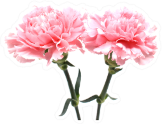 Pink Carnations Isolated On White Back Sticker