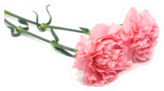 Pink Carnations Lying Down Sticker