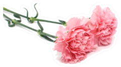 Pink Carnations Lying Down Sticker