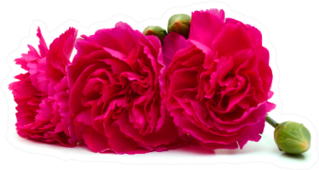 Pink Carnations Sticker