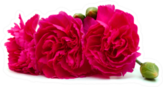 Pink Carnations Sticker