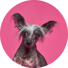 Pink Chinese Crested Sticker