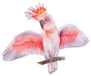 Pink Cockatoo Isolated On White Background Watercolor Sticker