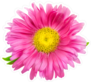 Pink Daisy Chrysanthemum Chamomile Sticker