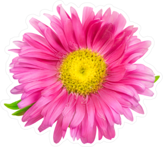 Pink Daisy Chrysanthemum Chamomile Sticker