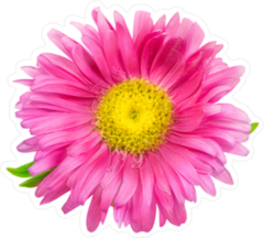 Pink Daisy Chrysanthemum Chamomile Sticker