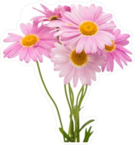 Pink Daisy Flower Sticker