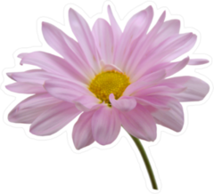 Pink Daisy Sticker