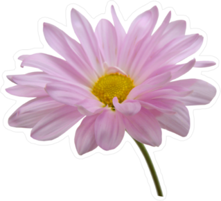 Pink Daisy Sticker