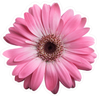 Pink Gerbera Daisy Sticker