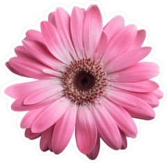 Pink Gerbera Daisy Sticker