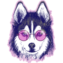 Pink Glasses Husky Sticker