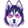 Pink Glasses Husky Sticker