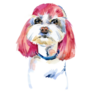 Pink Hair Maltese Sticker