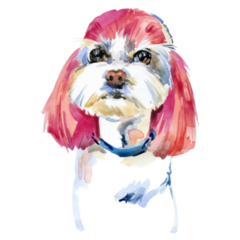 Pink Hair Maltese Sticker