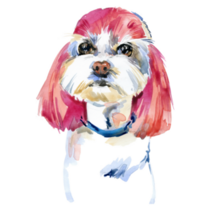 Pink Hair Maltese Sticker