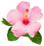 Pink Hibiscus Flower Sticker