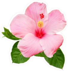 Pink Hibiscus Flower Sticker