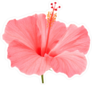 Pink Hibiscus on Stem Sticker