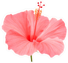 Pink Hibiscus on Stem Sticker