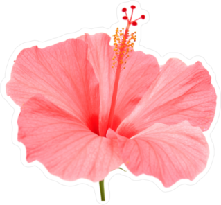 Pink Hibiscus on Stem Sticker