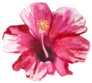 Pink Hibiscus Tropical Flower Watercolor Sticker