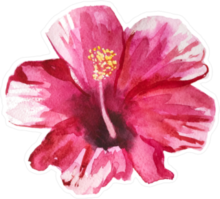 Pink Hibiscus Tropical Flower Watercolor Sticker