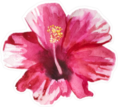 Pink Hibiscus Tropical Flower Watercolor Sticker