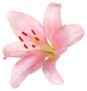 Pink Lily Flower Isolated On White Sticker