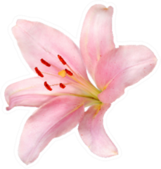 Pink Lily Flower Isolated On White Sticker