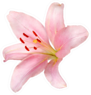 Pink Lily Flower Isolated On White Sticker