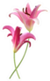 Pink Lily Flowers Standing Sticker