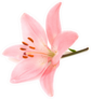 Pink Lily On A White Background Sticker