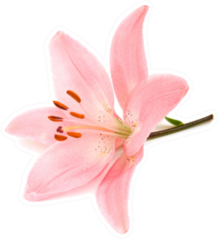 Pink Lily On A White Background Sticker