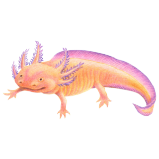 Pink-Orange Axolotl Sticker